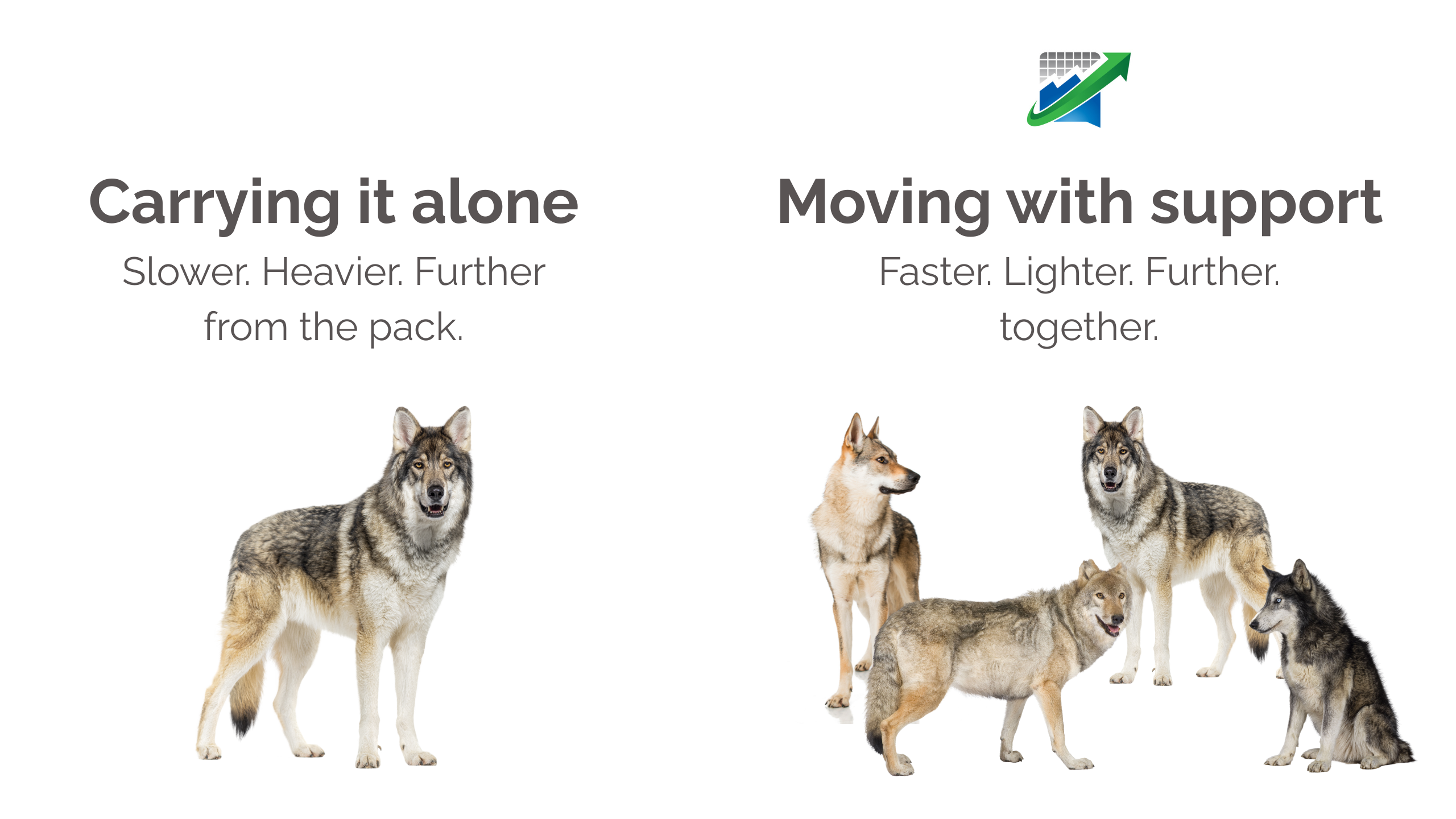 Illustration contrasting a lone wolf working alone versus a pack of three wolves moving together, symbolising the difference between carrying a challenge solo and moving forward with support.